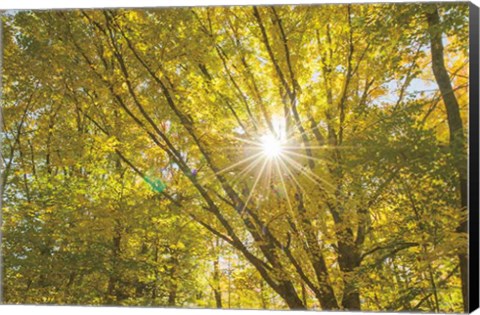 Framed Autumn Foliage Sunburst V Print