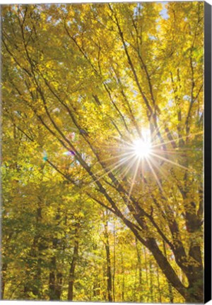 Framed Autumn Foliage Sunburst I Print