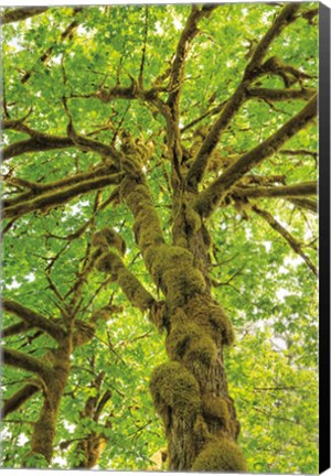 Framed Big Leaf Maple Trees IV Print