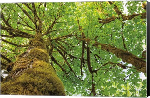 Framed Big Leaf Maple Trees I Print