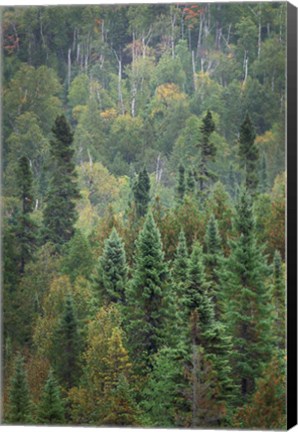 Framed Superior National Forest IV Print