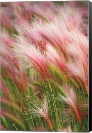 Framed Foxtail Barley V Print