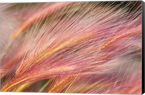 Framed Foxtail Barley III Print