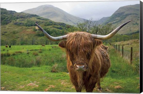 Framed Scottish Highland Cattle III Print