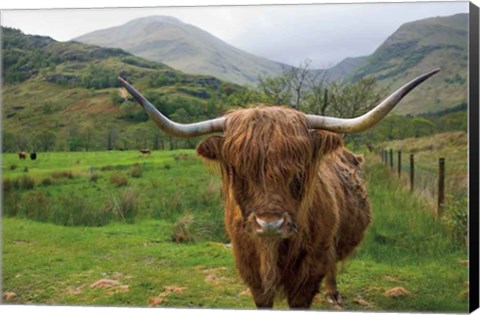 Framed Scottish Highland Cattle III Print