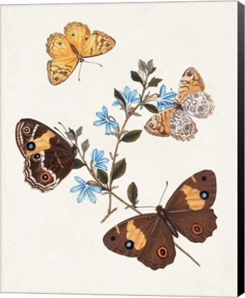 Framed Butterflies &amp; Moths I Print