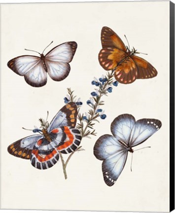 Framed Butterflies &amp; Moths III Print