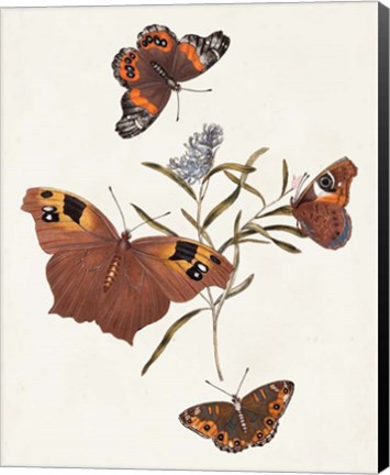 Framed Butterflies &amp; Moths VI Print