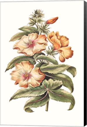 Framed Flowering Hibiscus I Print