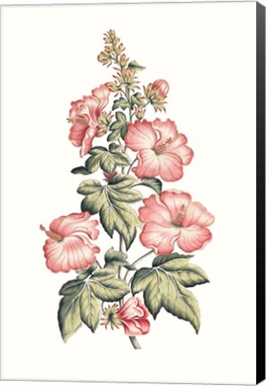 Framed Flowering Hibiscus II Print