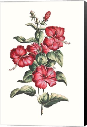 Framed Flowering Hibiscus III Print