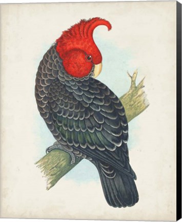 Framed Antique Cockatoo I Print