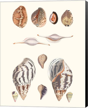 Framed Shell Collection II Print