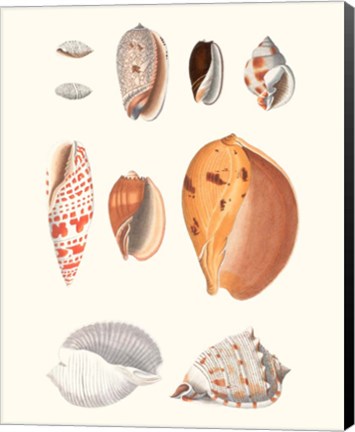 Framed Shell Collection III Print