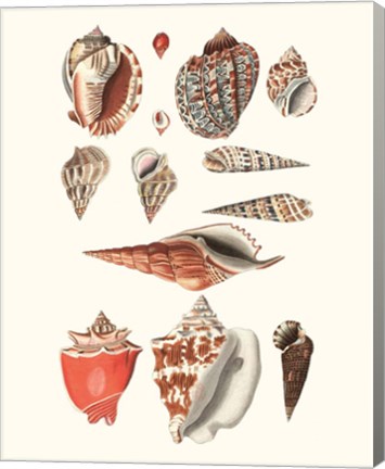 Framed Shell Collection IV Print