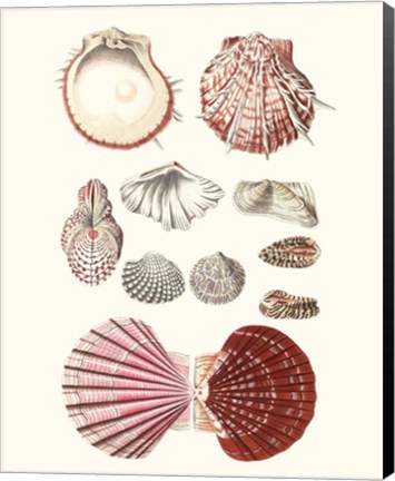 Framed Shell Collection VI Print