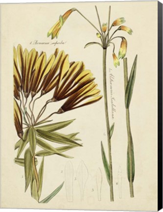 Framed Antique Botanical Sketch II Print