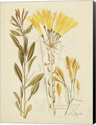 Framed Antique Botanical Sketch IV Print