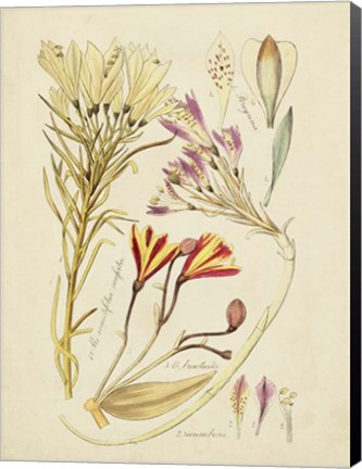 Framed Antique Botanical Sketch V Print