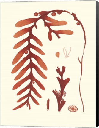 Framed Coral Seaweed II Print