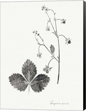 Framed Botanical Imprint IV Print
