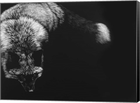 Framed Wild Scratchboard III Print