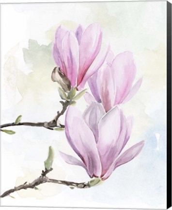 Framed Magnolia Blooms I Print