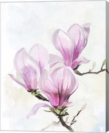 Framed Magnolia Blooms II Print