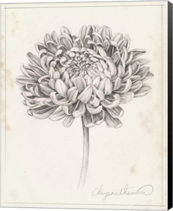 Framed Graphite Chrysanthemum Study II Print