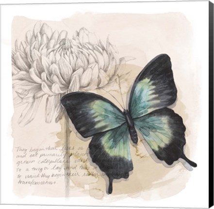 Framed Shadow Box Butterfly III Print