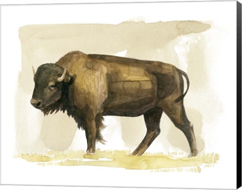 Framed Bison Watercolor Sketch II Print