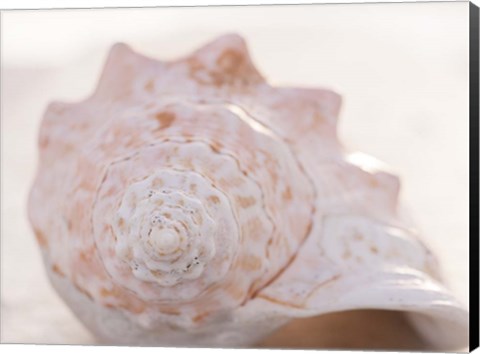 Framed Shell Portrait I Print