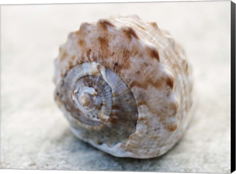 Framed Shell Portrait V Print