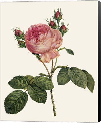 Framed Redoute&#39;s Rose I Print