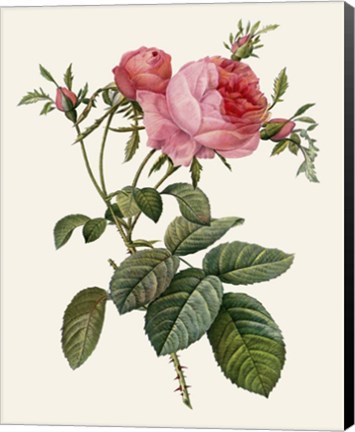 Framed Redoute&#39;s Rose II Print