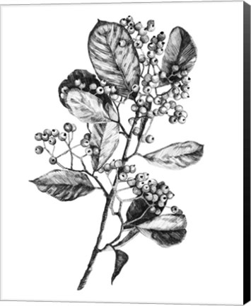 Framed Hawthorn Berry Branch I Print