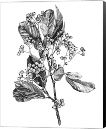 Framed Hawthorn Berry Branch II Print
