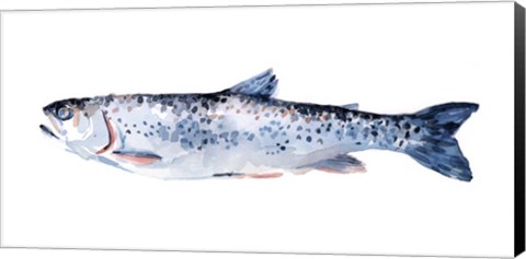 Framed Freckled Trout III Print