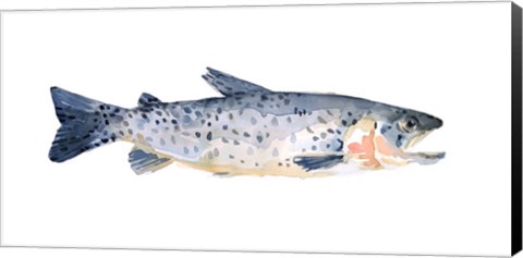 Framed Freckled Trout IV Print