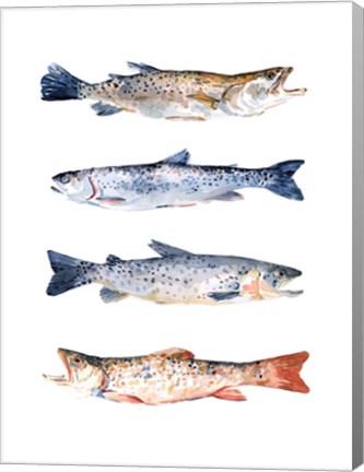 Framed Stacked Trout I Print