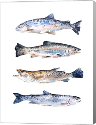 Framed Stacked Trout II Print
