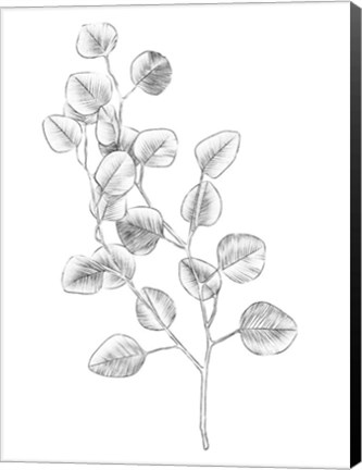 Framed Eucalyptus Sketch IV Print