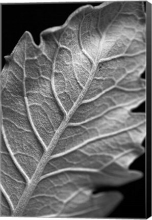 Framed Striking Leaf I Print