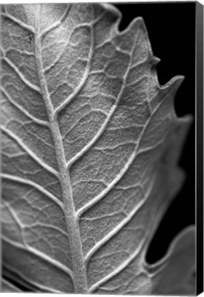 Framed Striking Leaf II Print