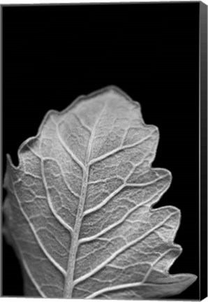 Framed Striking Leaf III Print