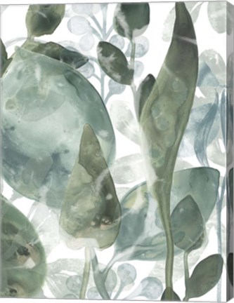 Framed Aquatic Leaves IV Print
