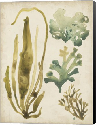 Framed Vintage Sea Fronds III Print