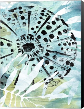 Framed Echinoidia II Print