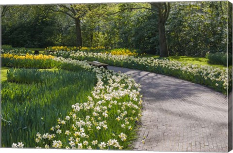 Framed Sunlit Path In Daffodil Garden Print