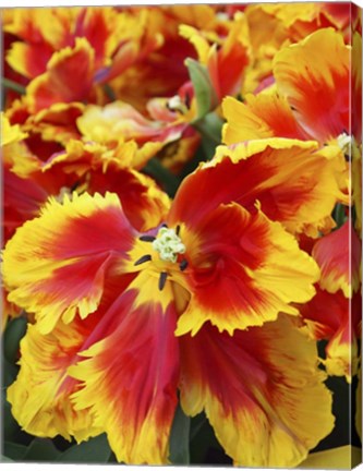 Framed Yellow And Red Parrot Tulips Print